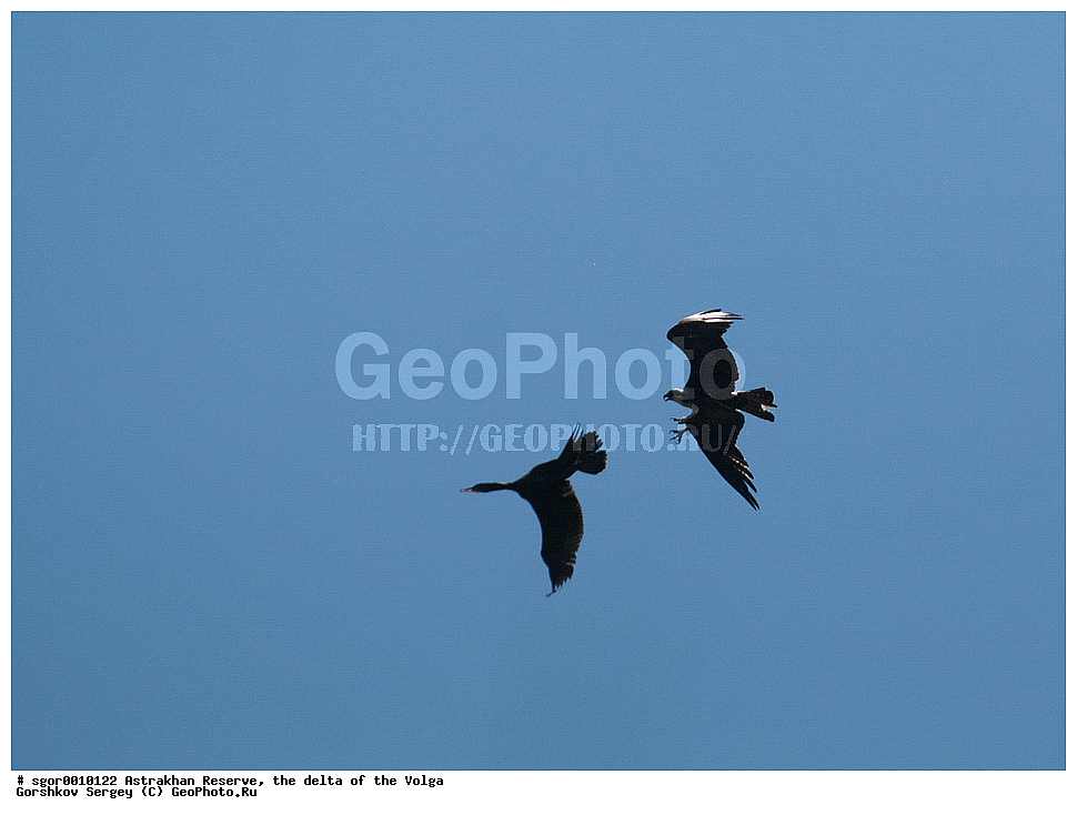 ������������ ����������, ������ �����, ��������, ��������, �����, �����, ��������, �����������, ������ �����, ������ �����, XYZ, ��������, Pandionidae, �����, Pandion haliaetus, ������� �����, ������� �����, ����������, Phalacrocoracidae, ������� ������, Phalacrocorax carbo