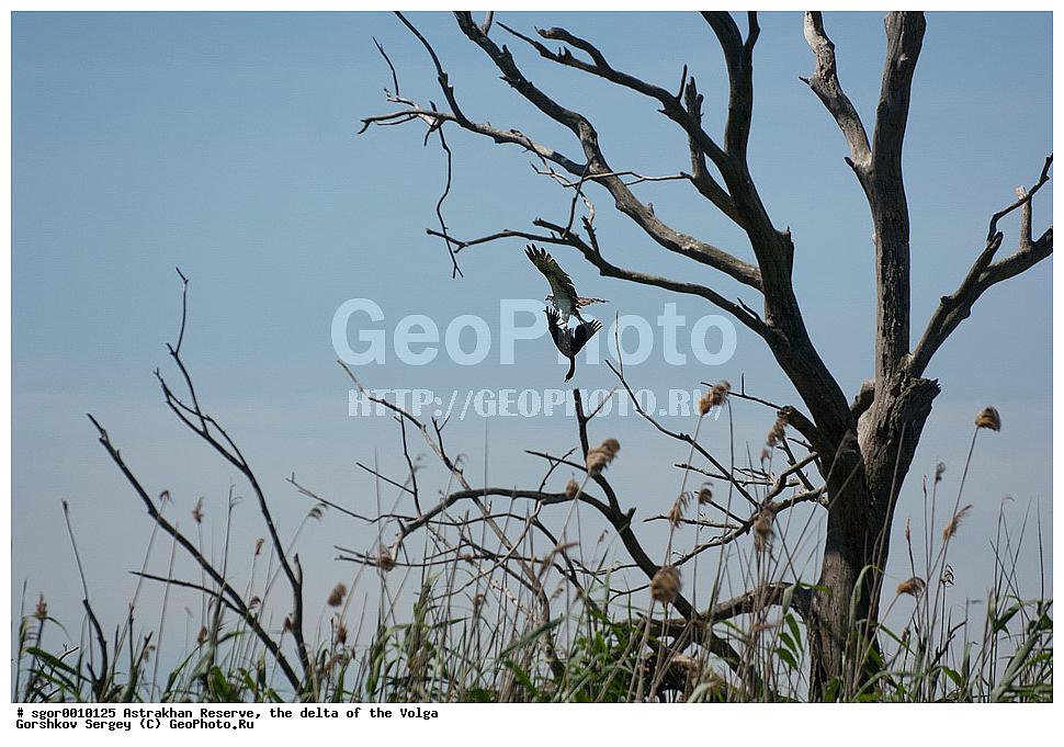 ������������ ����������, ������ �����, ��������, ��������, �����, �����, ��������, �����������, ������ �����, ������ �����, XYZ, ��������, Pandionidae, �����, Pandion haliaetus, ������� �����, ������� �����, ����������, Phalacrocoracidae, ������� ������, Phalacrocorax carbo