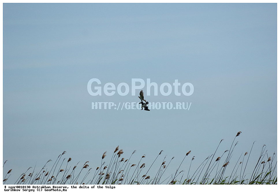 ������������ ����������, ������ �����, ��������, ��������, �����, �����, ��������, �����������, ������ �����, ������ �����, XYZ, ��������, Pandionidae, �����, Pandion haliaetus, ������� �����, ������� �����, ����������, Phalacrocoracidae, ������� ������, Phalacrocorax carbo