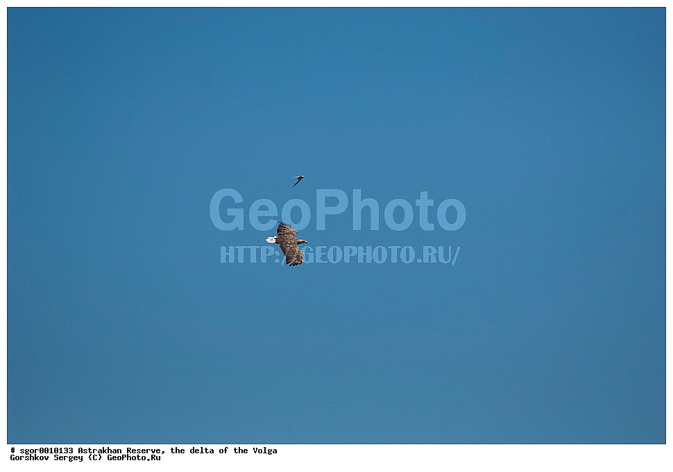 ������������ ����������, ������ �����, ��������, ��������, �����, �����, ��������, �����������, ������ �����, ������ �����, XYZ, ����������, Accipitridae, �����-���������, Haliaeetus albicilla, ������� �����, ������� �����, ���������, Sternidae, ��������� ������, ��������� �������� ������, ��������� ������, ��������� �������� ������, ������ ������, Chlidonias hybrida, Chlidonias hybridus