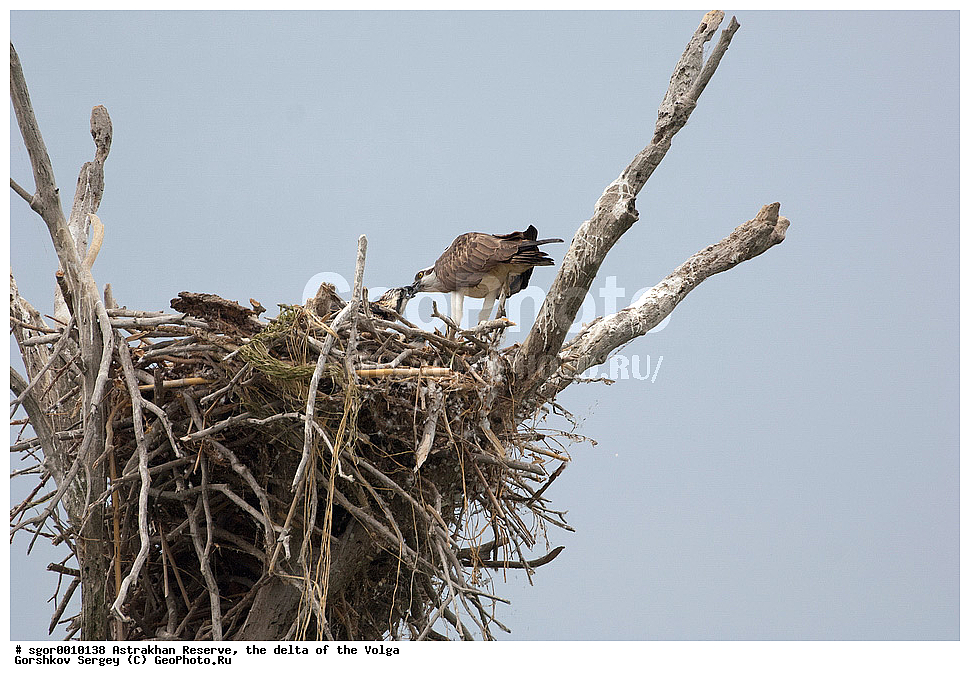 ������������ ����������, ������ �����, ��������, ��������, �����, �����, ��������, �����������, ������ �����, ������ �����, XYZ, ��������, Pandionidae, �����, Pandion haliaetus