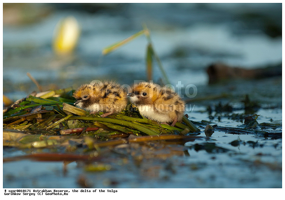 ������������ ����������, ������ �����, ��������, ��������, �����, �����, ��������, �����������, ������� �����, ������� �����, XYZ, ���������, Sternidae, ��������� ������, ��������� �������� ������, ��������� ������, ��������� �������� ������, ������ ������, Chlidonias hybrida, Chlidonias hybridus