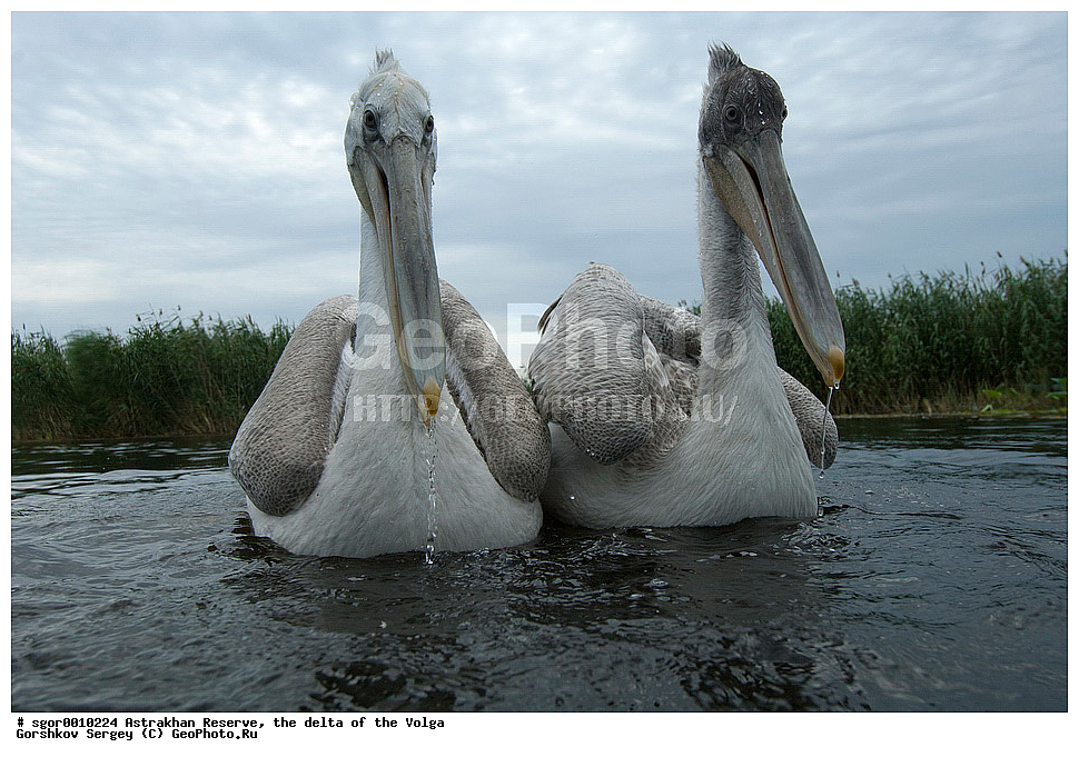 ������������ ����������, ������ �����, ��������, ��������, �����, �����, ��������, �����������, ������� �����, ������� �����, XYZ, �����������, Pelecanidae, �������� �������, Pelecanus crispus