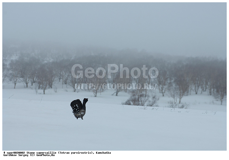 ��������,  ����������� �������, Tetrao parvirostris, ��������, ���, ����, ��������, , �����, �����, XYZ, �����������, Tetraonidae