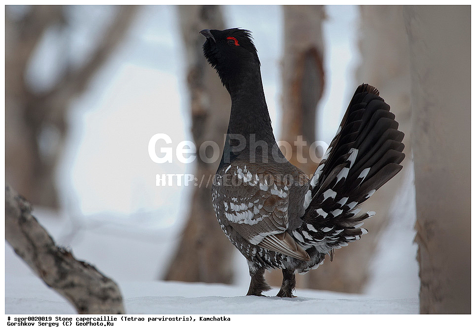 ��������,  ����������� �������, Tetrao parvirostris, ��������, ���, ����, ��������, , �����, �����, XYZ, �����������, Tetraonidae