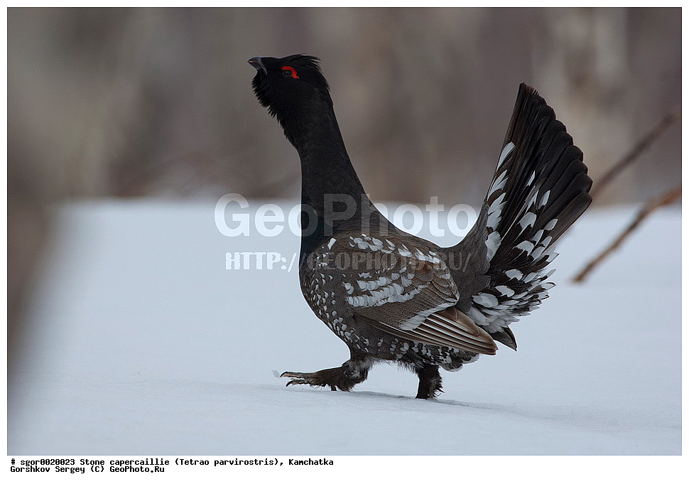��������,  ����������� �������, Tetrao parvirostris, ��������, ���, ����, ��������, , �����, �����, XYZ, �����������, Tetraonidae