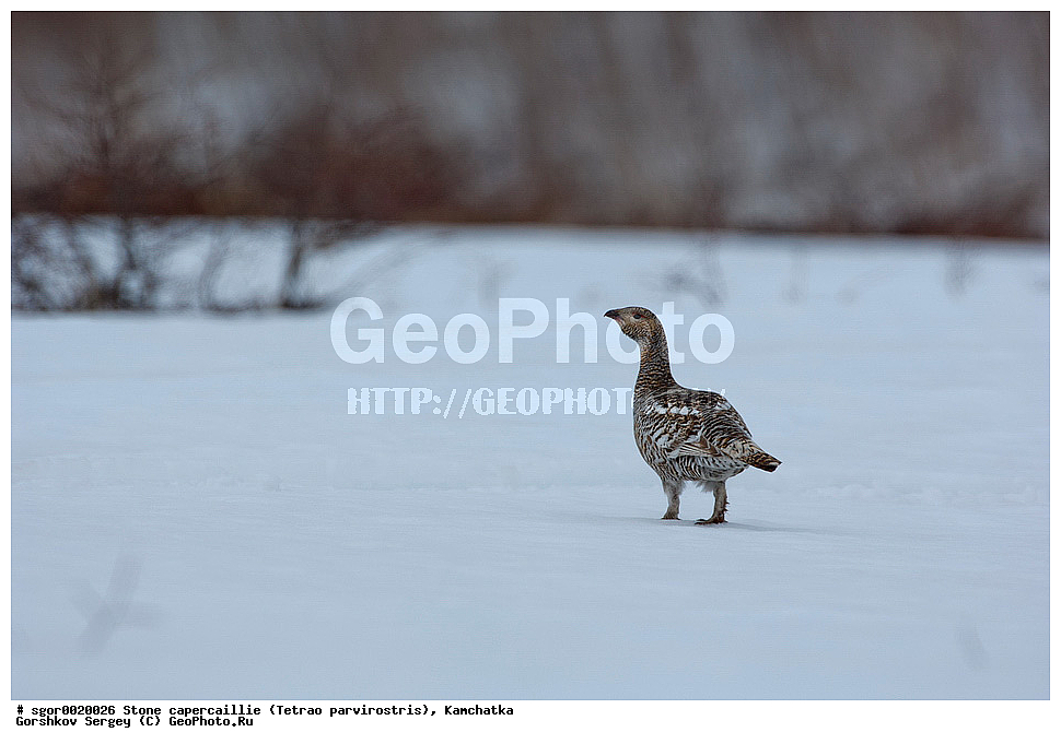 ��������,  ����������� �������, Tetrao parvirostris, ��������, ���, ����, ��������, , �����, �����, XYZ, �����������, Tetraonidae