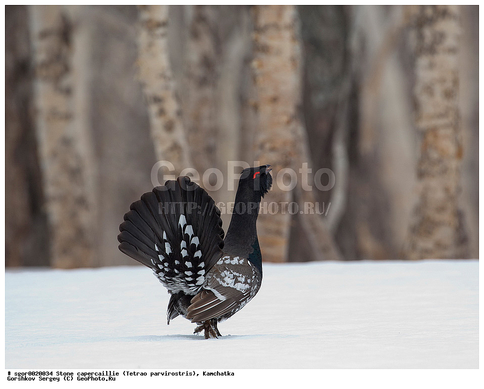 ��������,  ����������� �������, Tetrao parvirostris, ��������, ���, ����, ��������, , �����, �����, XYZ, �����������, Tetraonidae