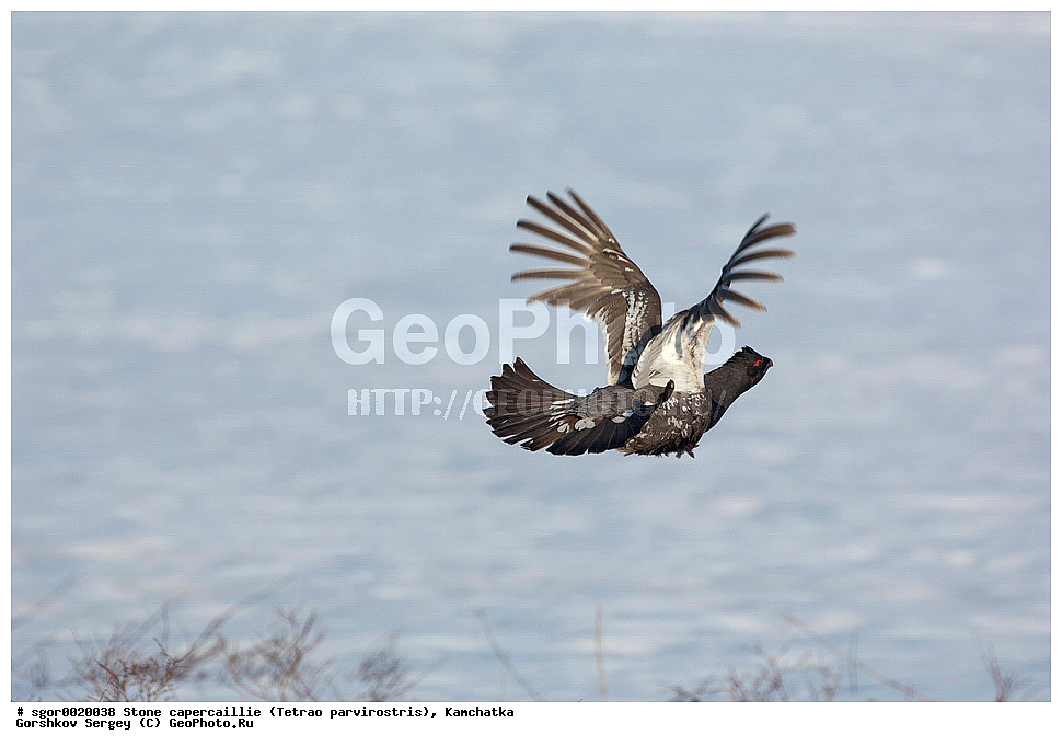 ��������,  ����������� �������, Tetrao parvirostris, ��������, ���, ����, ��������, , �����, �����, XYZ, �����������, Tetraonidae