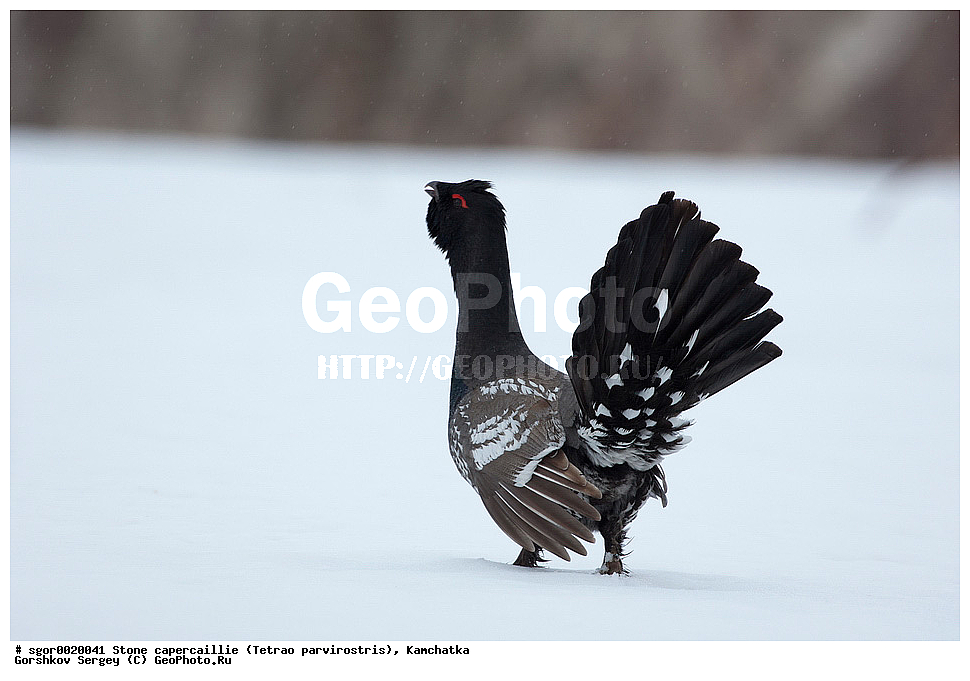 ��������,  ����������� �������, Tetrao parvirostris, ��������, ���, ����, ��������, , �����, �����, XYZ, �����������, Tetraonidae