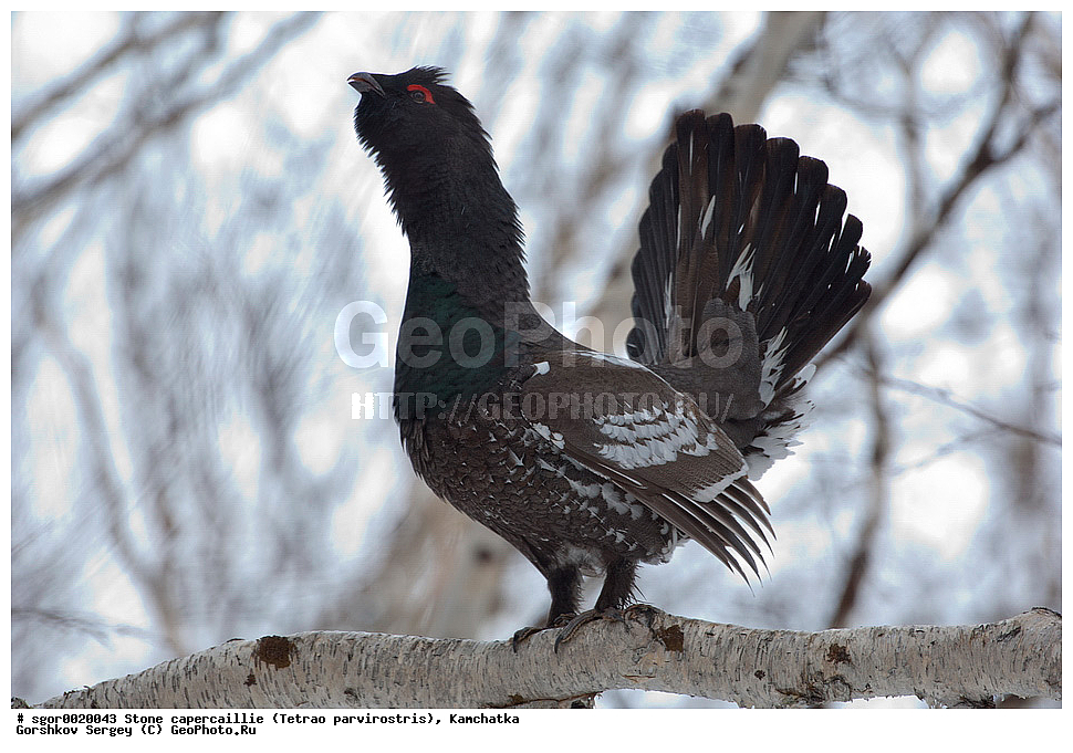 ��������,  ����������� �������, Tetrao parvirostris, ��������, ���, ����, ��������, , �����, �����, XYZ, �����������, Tetraonidae