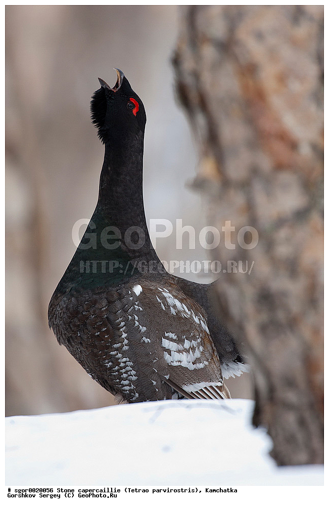 ��������,  ����������� �������, Tetrao parvirostris, ��������, ���, ����, ��������, , �����, �����, XYZ, �����������, Tetraonidae