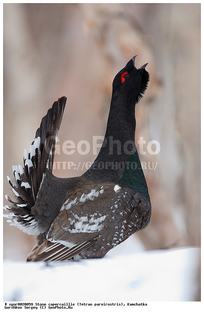 ��������,  ����������� �������, Tetrao parvirostris, ��������, ���, ����, ��������, , �����, �����, XYZ, �����������, Tetraonidae