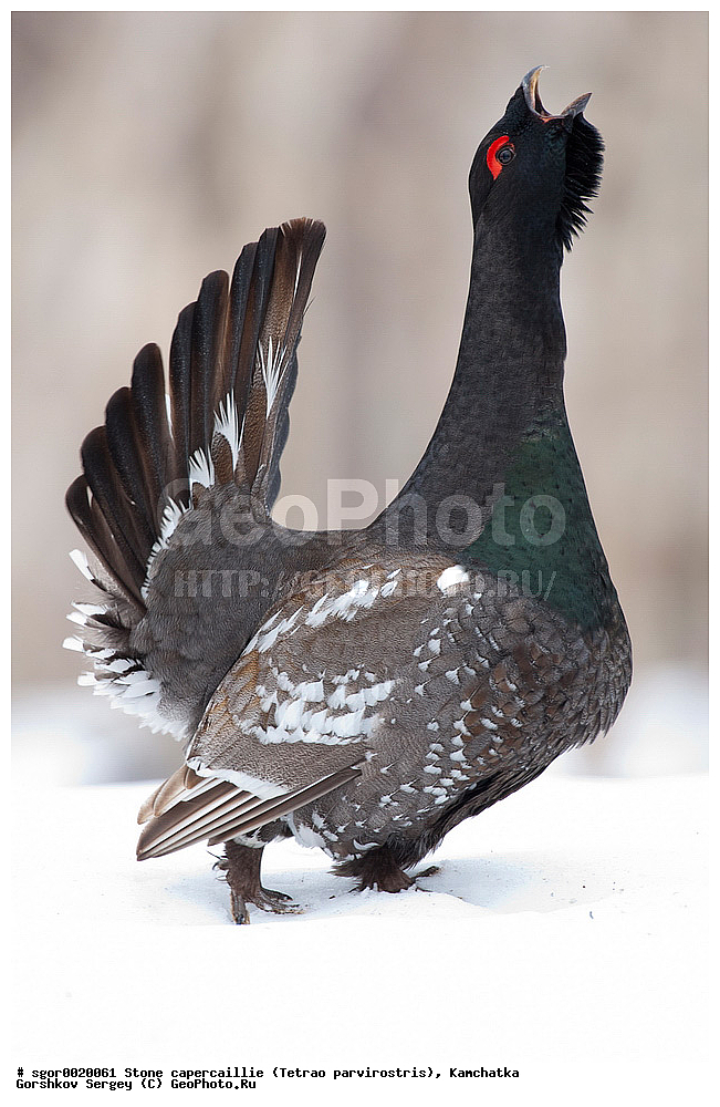 ��������,  ����������� �������, Tetrao parvirostris, ��������, ���, ����, ��������, , �����, �����, XYZ, �����������, Tetraonidae