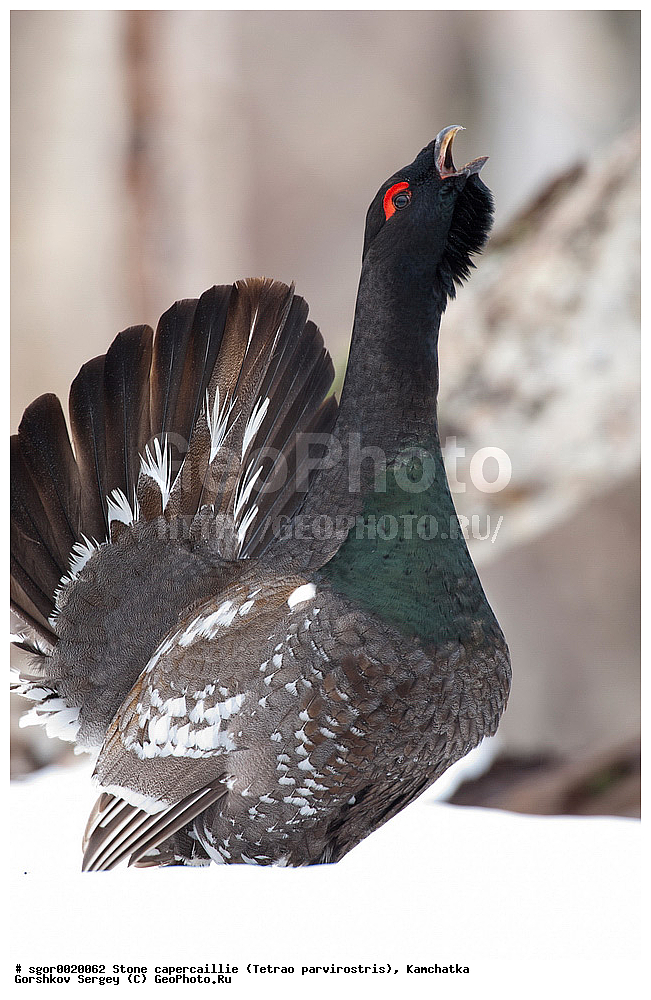 ��������,  ����������� �������, Tetrao parvirostris, ��������, ���, ����, ��������, , �����, �����, XYZ, �����������, Tetraonidae