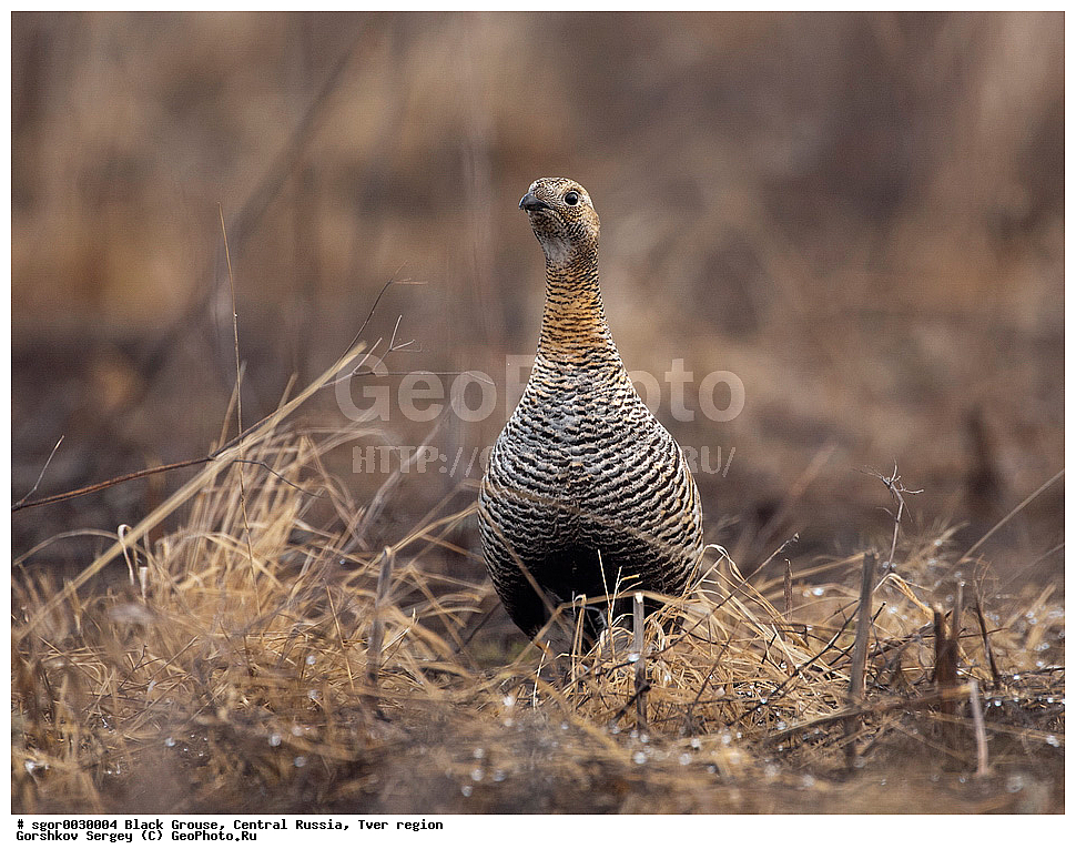 �������� �������, �������, �������-�����, �������� ���, ���������, �� ����, �����, �������, ������, ���������� �������, ������, �����, ��������, ��������, ��������, ��������, �����������, �����, �����, XYZ, �����������, Tetraonidae, �������, �������-�����, ������� �������, Lyrurus tetrix, Tetrao tetrix