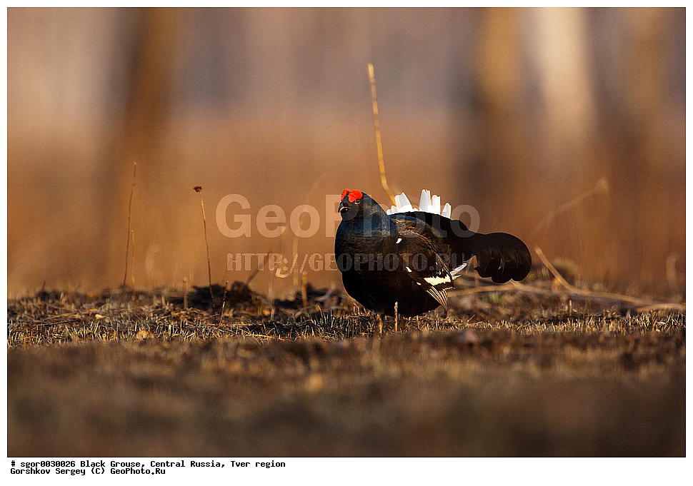 �������� �������, �������, �������-�����, �������� ���, ���������, �� ����, ���������� �������, ������, �����, ��������, ��������, ��������, ��������, �����������, �����, �����, XYZ, �����������, Tetraonidae, �������, �������-�����, ������� �������, Lyrurus tetrix, Tetrao tetrix