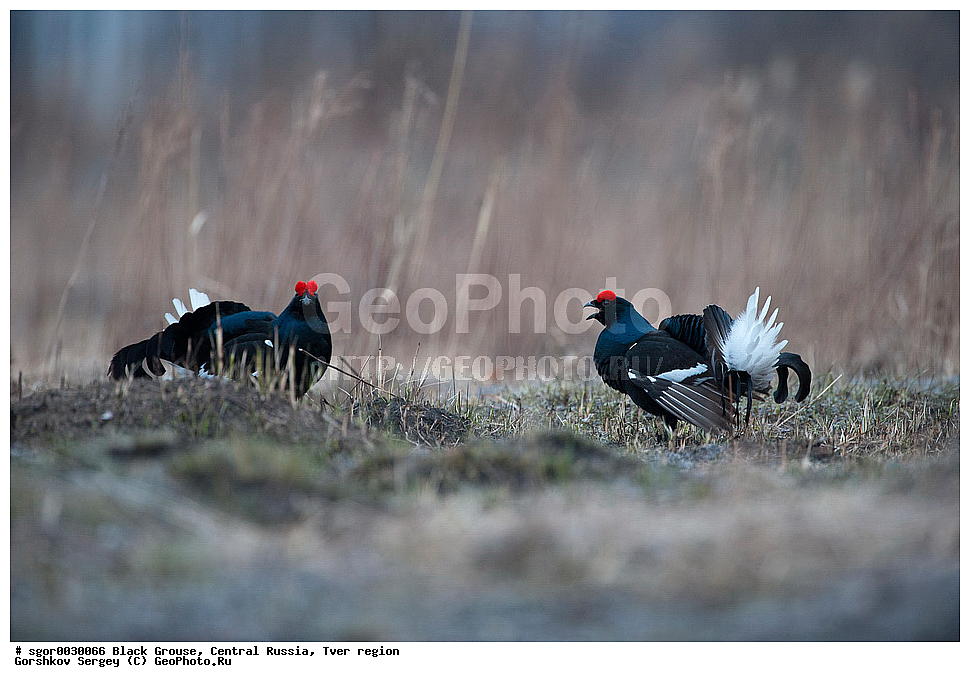 �������� �������, �������, �������-�����, �������� ���, ���������, �� ����, ���������� �������, ������, �����, ��������, ��������, ��������, ��������, �����������, �����, �����, XYZ, �����������, Tetraonidae, �������, �������-�����, ������� �������, Lyrurus tetrix, Tetrao tetrix