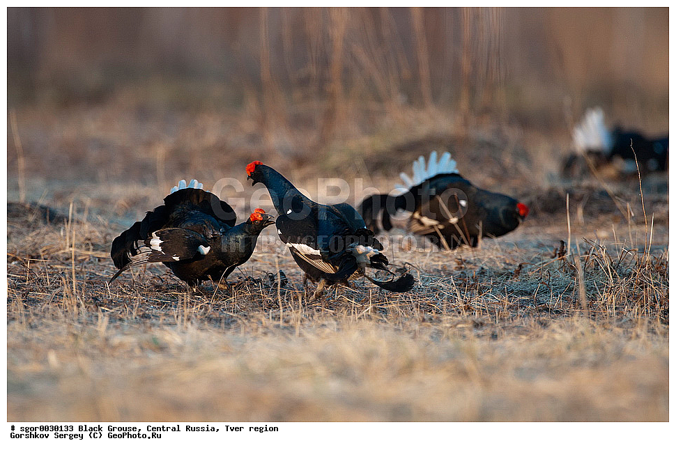 �������� �������, �������, �������-�����, �������� ���, ���������, �� ����, ���������� �������, ������, �����, ��������, ��������, ��������, ��������, �����������, �����, �����, XYZ, �����������, Tetraonidae, �������, �������-�����, ������� �������, Lyrurus tetrix, Tetrao tetrix