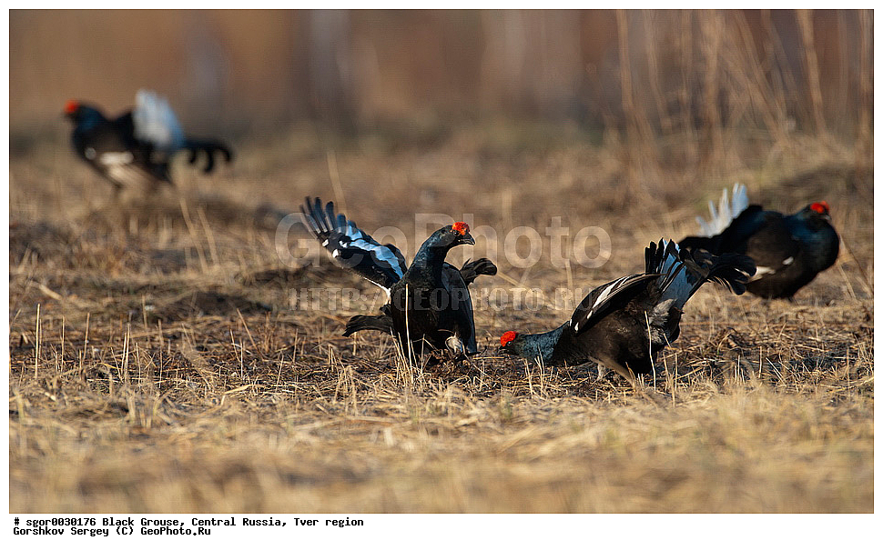 �������� �������, �������, �������-�����, �������� ���, ���������, �� ����, ���������� �������, ������, �����, ��������, ��������, ��������, ��������, �����������, �����, �����, XYZ, �����������, Tetraonidae, �������, �������-�����, ������� �������, Lyrurus tetrix, Tetrao tetrix