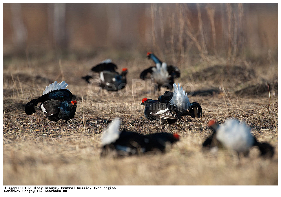�������� �������, �������, �������-�����, �������� ���, ���������, �� ����, ���������� �������, ������, �����, ��������, ��������, ��������, ��������, �����������, �����, �����, XYZ, �����������, Tetraonidae, �������, �������-�����, ������� �������, Lyrurus tetrix, Tetrao tetrix