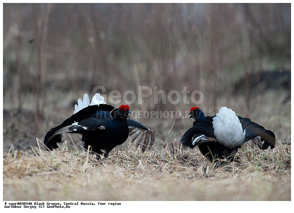 �������� �������, �������, �������-�����, �������� ���, ���������, �� ����, ���������� �������, ������, �����, ��������, ��������, ��������, ��������, �����������, �����, �����, XYZ, �����������, Tetraonidae, �������, �������-�����, ������� �������, Lyrurus tetrix, Tetrao tetrix