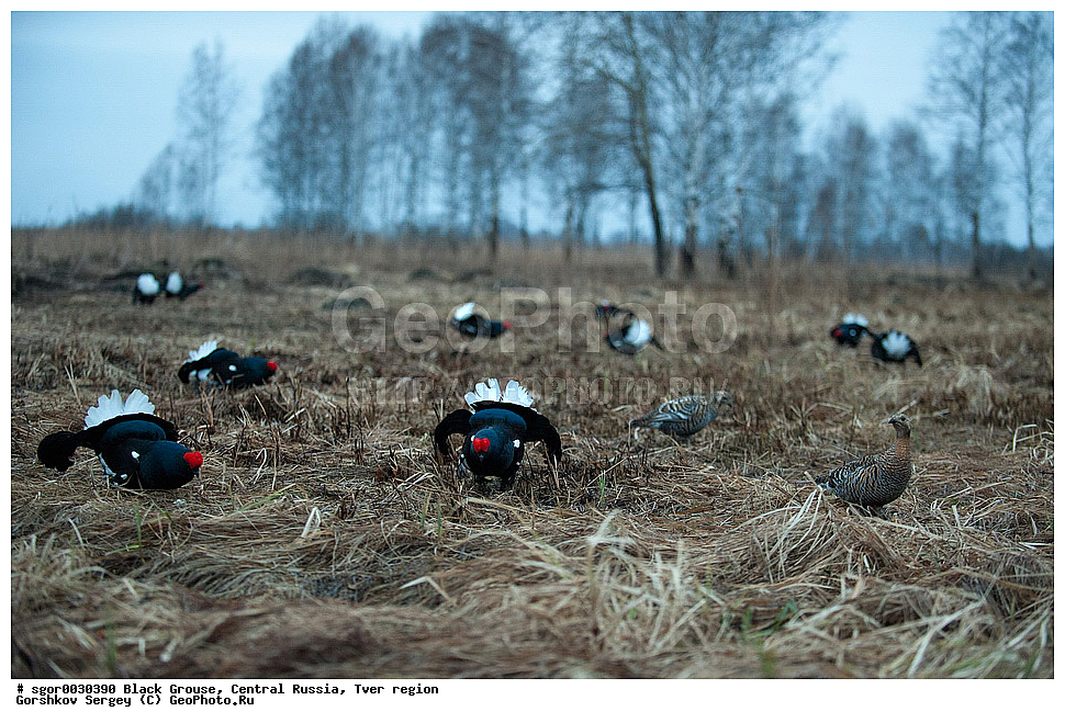 �������� �������, �������, �������-�����, �������� ���, ���������, �� ����, ���������� �������, ������, �����, ��������, ��������, ��������, ��������, �����������, �����, �����, XYZ, �����������, Tetraonidae, �������, �������-�����, ������� �������, Lyrurus tetrix, Tetrao tetrix