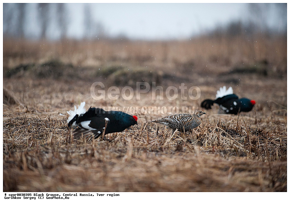 �������� �������, �������, �������-�����, �������� ���, ���������, �� ����, ���������� �������, ������, �����, ��������, ��������, ��������, ��������, �����������, �����, �����, XYZ, �����������, Tetraonidae, �������, �������-�����, ������� �������, Lyrurus tetrix, Tetrao tetrix