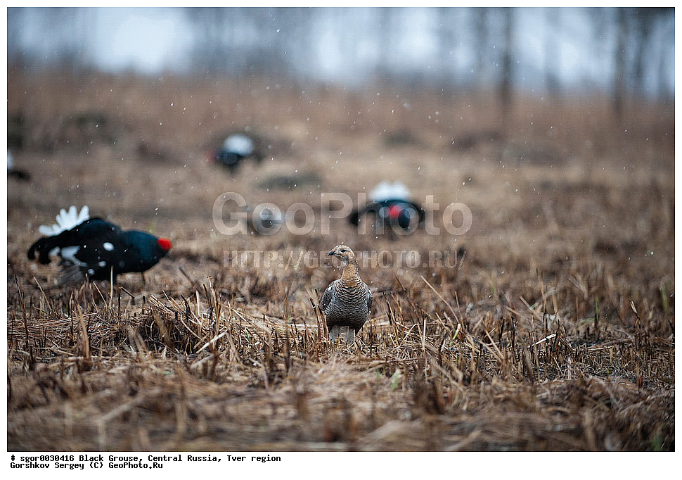 �������� �������, �������, �������-�����, �������� ���, ���������, �� ����, ���������� �������, ������, �����, ��������, ��������, ��������, ��������, �����������, �����, �����, XYZ, �����������, Tetraonidae, �������, �������-�����, ������� �������, Lyrurus tetrix, Tetrao tetrix