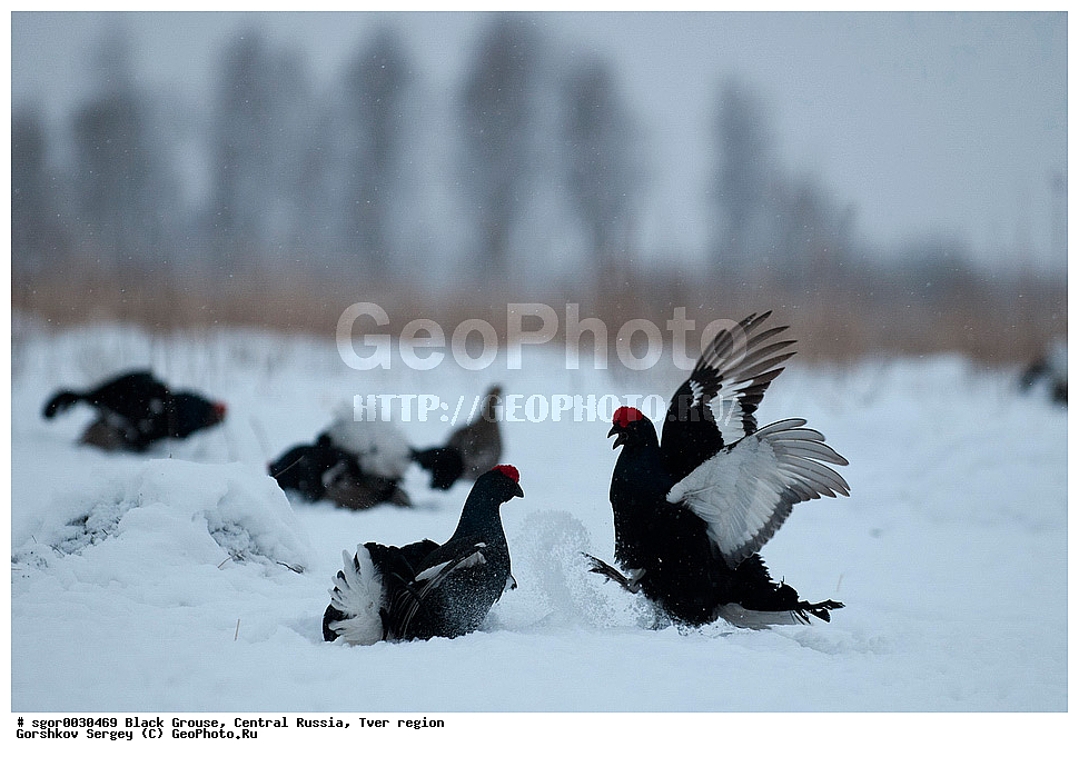 �������� �������, �������, �������-�����, �������� ���, ���������, �� ����, ���������� �������, ������, �����, ��������, ��������, ��������, ��������, �����������, �����, �����, XYZ, �����������, Tetraonidae, �������, �������-�����, ������� �������, Lyrurus tetrix, Tetrao tetrix