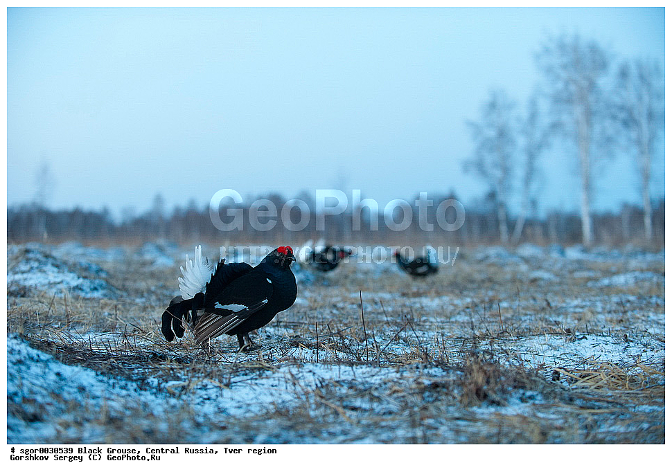 �������� �������, �������, �������-�����, �������� ���, ���������, �� ����, ���������� �������, ������, �����, ��������, ��������, ��������, ��������, �����������, �����, �����, XYZ, �����������, Tetraonidae, �������, �������-�����, ������� �������, Lyrurus tetrix, Tetrao tetrix