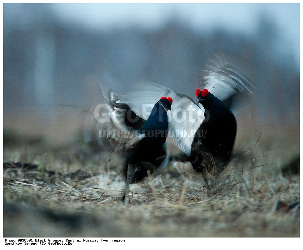 �������� �������, �������, �������-�����, �������� ���, ���������, �� ����, ���������� �������, ������, �����, ��������, ��������, ��������, ��������, �����������, �����, �����, XYZ, �����������, Tetraonidae, �������, �������-�����, ������� �������, Lyrurus tetrix, Tetrao tetrix