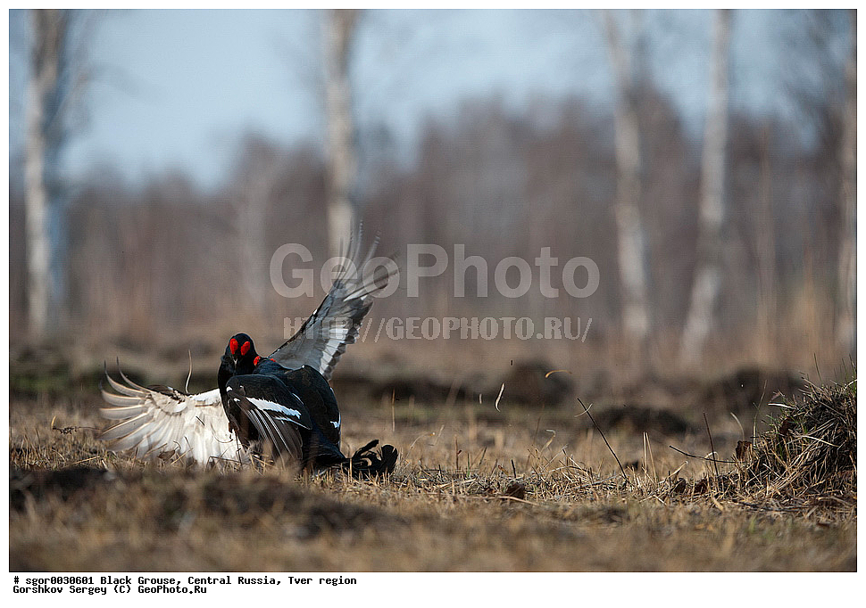 �������� �������, �������, �������-�����, �������� ���, ���������, �� ����, ���������� �������, ������, �����, ��������, ��������, ��������, ��������, �����������, �����, �����, XYZ, �����������, Tetraonidae, �������, �������-�����, ������� �������, Lyrurus tetrix, Tetrao tetrix