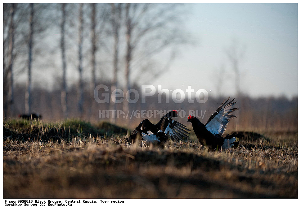 �������� �������, �������, �������-�����, �������� ���, ���������, �� ����, ���������� �������, ������, �����, ��������, ��������, ��������, ��������, �����������, �����, �����, XYZ, �����������, Tetraonidae, �������, �������-�����, ������� �������, Lyrurus tetrix, Tetrao tetrix