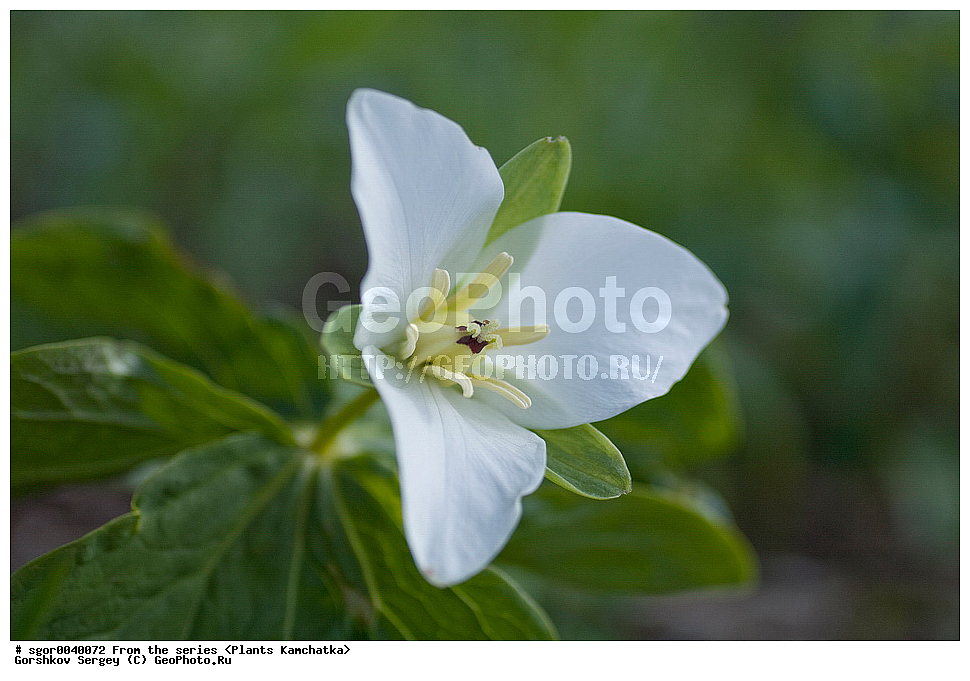 ��������, �����, ��������, ����, �������� ����������, Trillium camschatcense, �������, ������������, ����������, �����������, ������ ��������, �����, ���������� ��������, ������������ ��������, ������������ ��������, ������, �����, XYZ, �����������, Melanthiaceae, �������� ����������, �������� ������������, Trillium camschatcense, Trillium kamtschaticum