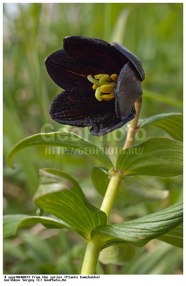 ��������, �����, ��������, ����, ������ ����������, ��������
, ������ ��������, �����, ���������� ��������, ������������ ��������, ������������ ��������, ������, �����, XYZ, ��������, Liliaceae, ������ ����������, ���������, ����� ������, ������ �������, ������� ���������, Fritillaria camschatcensis, Fritillaria kamtschaticum