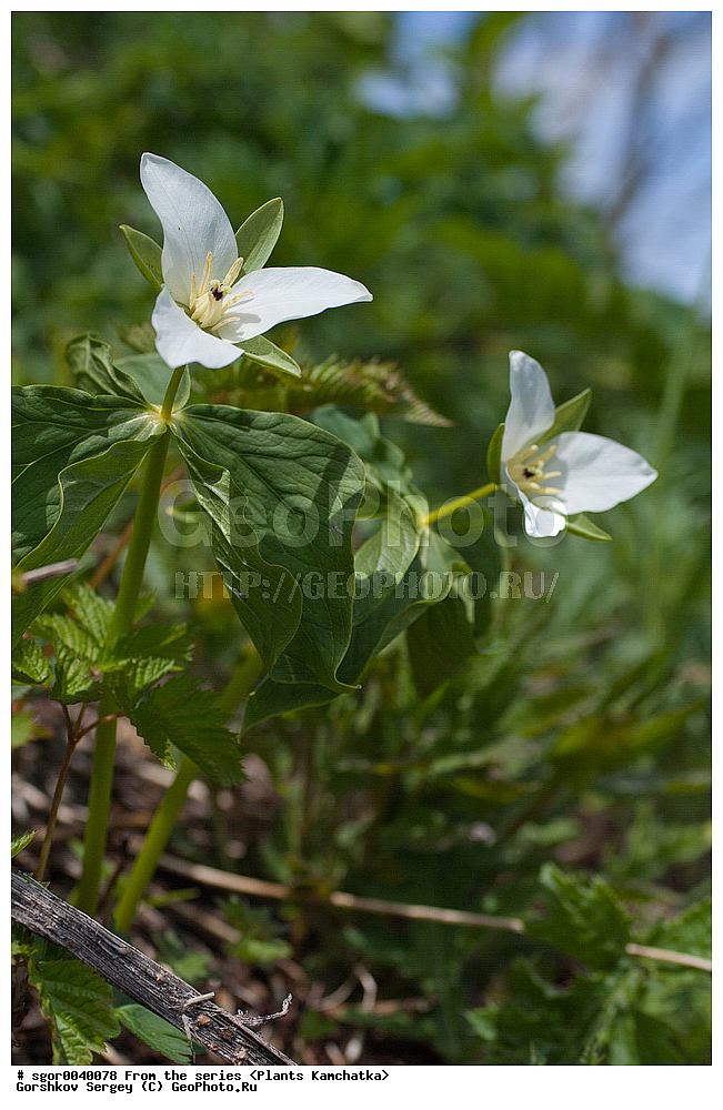 ��������, �����, ��������, ����, �������� ����������, Trillium camschatcense, �������, ������������, ����������, �����������, ������ ��������, �����, ���������� ��������, ������������ ��������, ������������ ��������, ������, �����, XYZ, �����������, Melanthiaceae, �������� ����������, �������� ������������, Trillium camschatcense, Trillium kamtschaticum