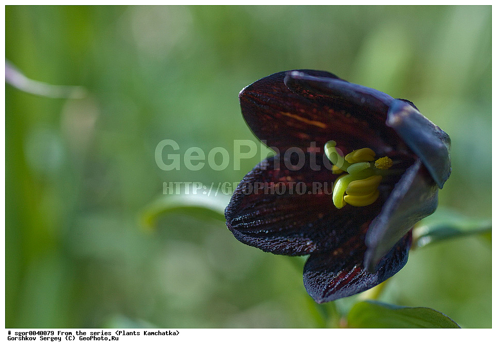 ��������, �����, ��������, ����, ������ ����������, ��������
, ������ ��������, �����, ���������� ��������, ������������ ��������, ������������ ��������, ������, �����, XYZ, ��������, Liliaceae, ������ ����������, ���������, ����� ������, ������ �������, ������� ���������, Fritillaria camschatcensis, Fritillaria kamtschaticum