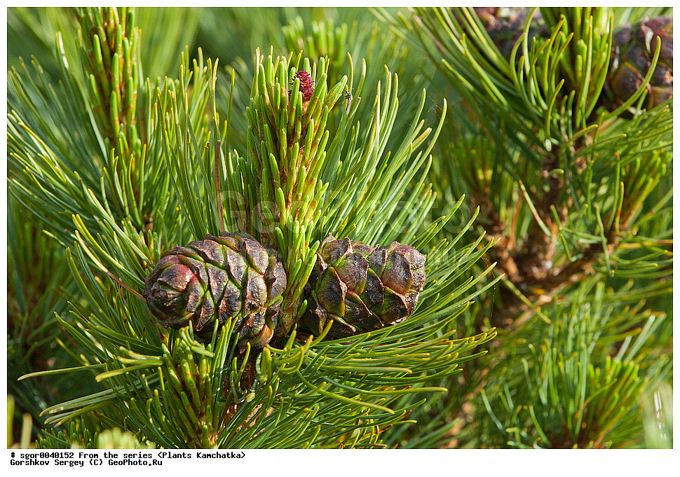 ��������, �����, ��������, ����, ����, �������� ��������, Pinus pumila, �������, ��������, Pinus pumila, �������, ��������, ������ ��������, �����, ���������� ��������, ������������ ��������, ������������ ��������, XYZ, ��������, Pinaceae, ����� ������, ���������� ����, �������� ����� �����������, ���������, �������� �������, ����� ����������, ����� �����������, ����� �����������, Pinus pumila