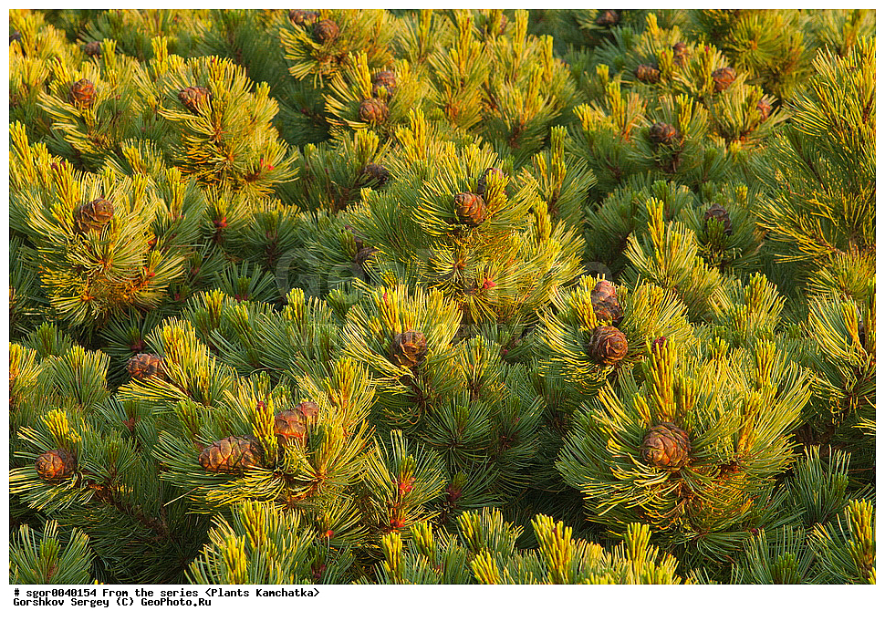 ��������, �����, ��������, ����, ����, �������� ��������, Pinus pumila, �������, ��������, Pinus pumila, �������, ��������, ������ ��������, �����, ���������� ��������, ������������ ��������, ������������ ��������, XYZ, ��������, Pinaceae, ����� ������, ���������� ����, �������� ����� �����������, ���������, �������� �������, ����� ����������, ����� �����������, ����� �����������, Pinus pumila