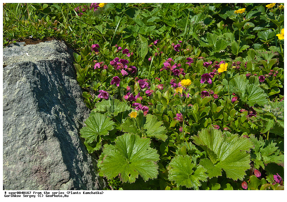 ��������, �����, ��������, ����