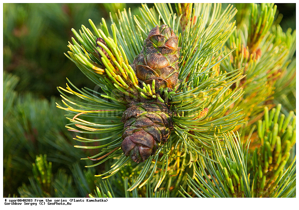 ��������, �����, ��������, ����, ����, �������� ��������, Pinus pumila, �������, ��������, Pinus pumila, �������, ��������, ������ ��������, �����, ���������� ��������, ������������ ��������, ������������ ��������, XYZ, ��������, Pinaceae, ����� ������, ���������� ����, �������� ����� �����������, ���������, �������� �������, ����� ����������, ����� �����������, ����� �����������, Pinus pumila
