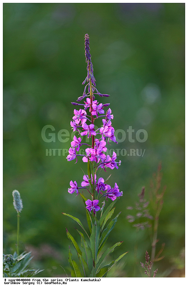 ��������, �����, ��������, ����, Chamerion angustifolium, ��������� ����������, ������ ��������, �����, ���������� ��������, ������������ ��������, ������������ ��������, ������, �����, XYZ, ���������, ���������, ������������, Onagraceae, ����-��� �����������, ����-��� ������������, ������ �����������, �������� �����������, Chamaenerion angustifolium, Chamerion angustifolium, Epilobium angustifolium