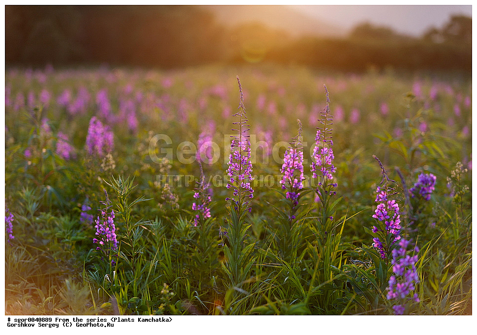 ��������, �����, ��������, ����, Chamerion angustifolium, ��������� ����������, ������ ��������, �����, ���������� ��������, ������������ ��������, ������������ ��������, ������, �����, XYZ, ���������, ���������, ������������, Onagraceae, ����-��� �����������, ����-��� ������������, ������ �����������, �������� �����������, Chamaenerion angustifolium, Chamerion angustifolium, Epilobium angustifolium