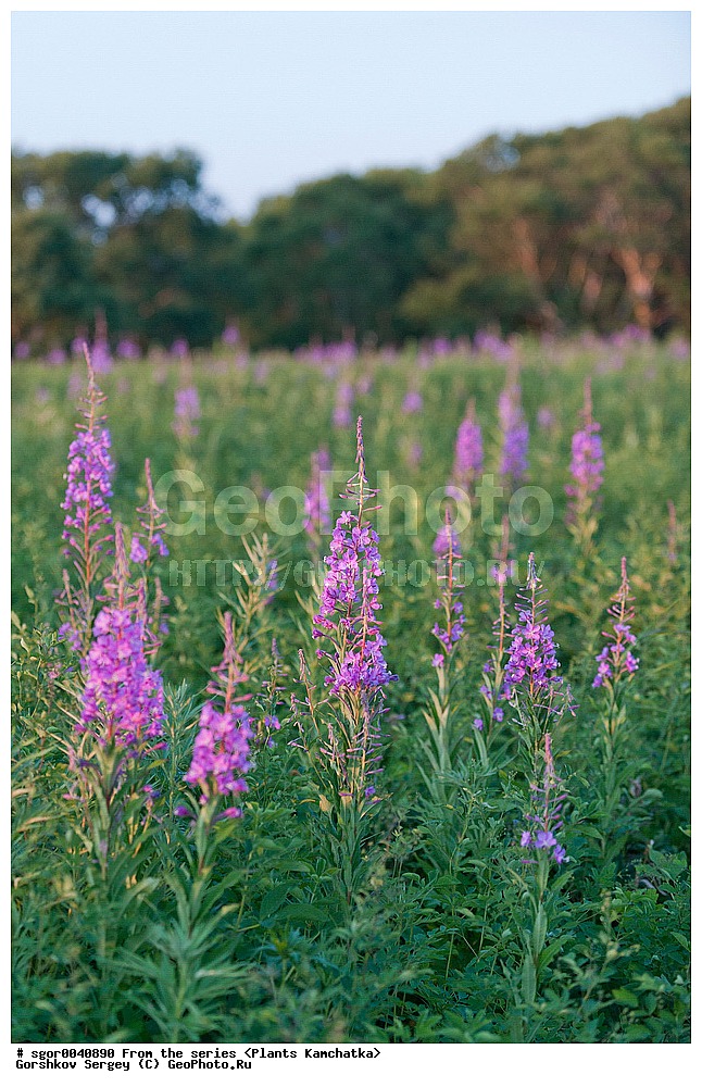 ��������, �����, ��������, ����, Chamerion angustifolium, ��������� ����������, ������ ��������, �����, ���������� ��������, ������������ ��������, ������������ ��������, ������, �����, XYZ, ���������, ���������, ������������, Onagraceae, ����-��� �����������, ����-��� ������������, ������ �����������, �������� �����������, Chamaenerion angustifolium, Chamerion angustifolium, Epilobium angustifolium