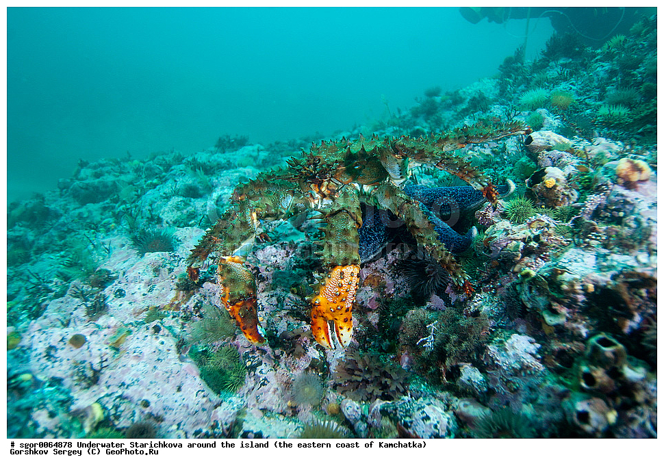 ��������� ������, ������ ���������, ��������� ���������, ��������, ������� �����������, 12-16 �, �� ���, ��������, �������, ������� ����, Lithodidae