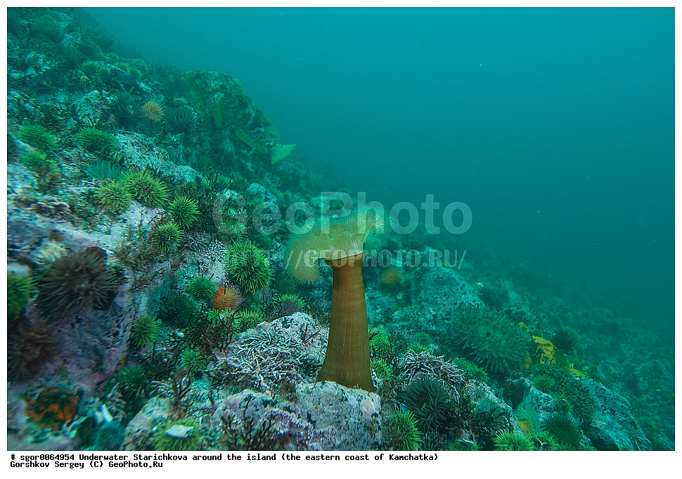 ��������� ������, ������ ���������, ��������� ���������, ��������, ������� �����������, 12-16 �, �� ���, ��������, ������� ��