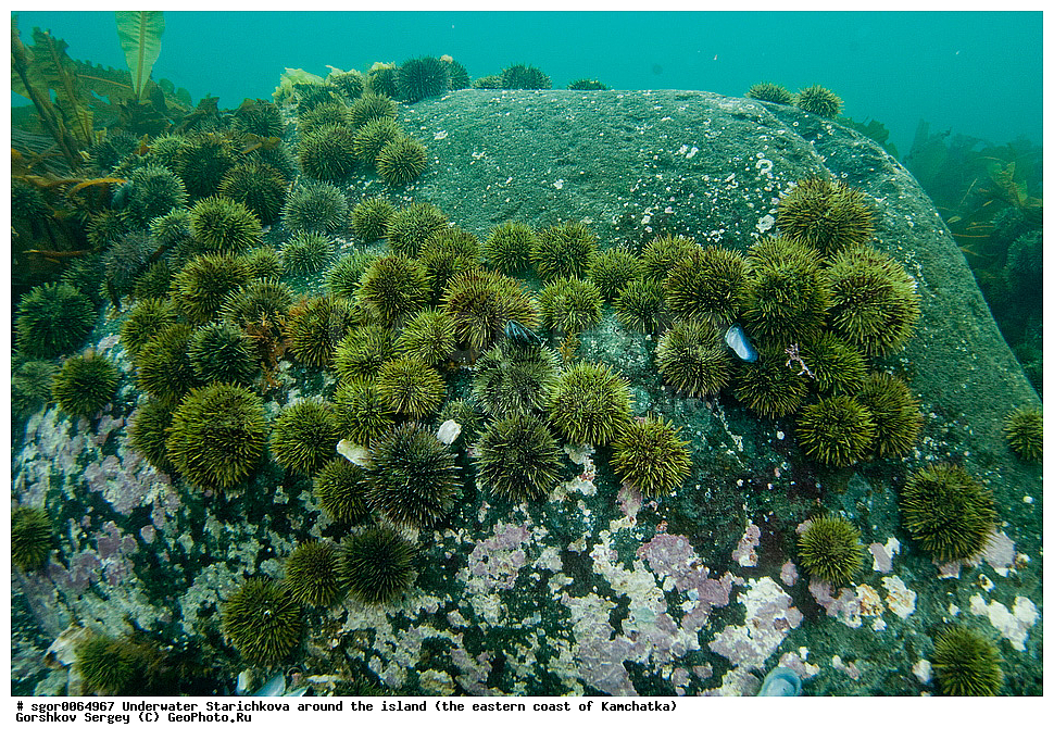 ��������� ������, ������ ���������, ��������� ���������, ��������, ������� �����������, 12-16 �, �� ���, ��������, ������� ��