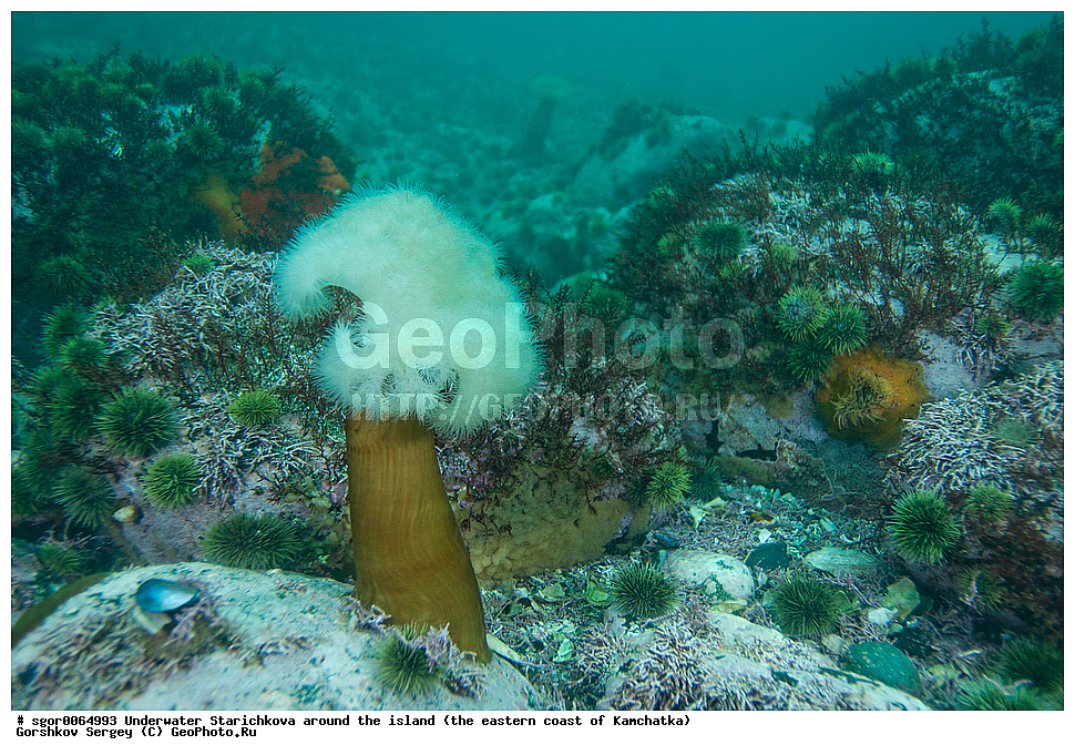 ��������� ������, ������ ���������, ��������� ���������, ��������, ������� �����������, 12-16 �, �� ���, ��������, ������� ��