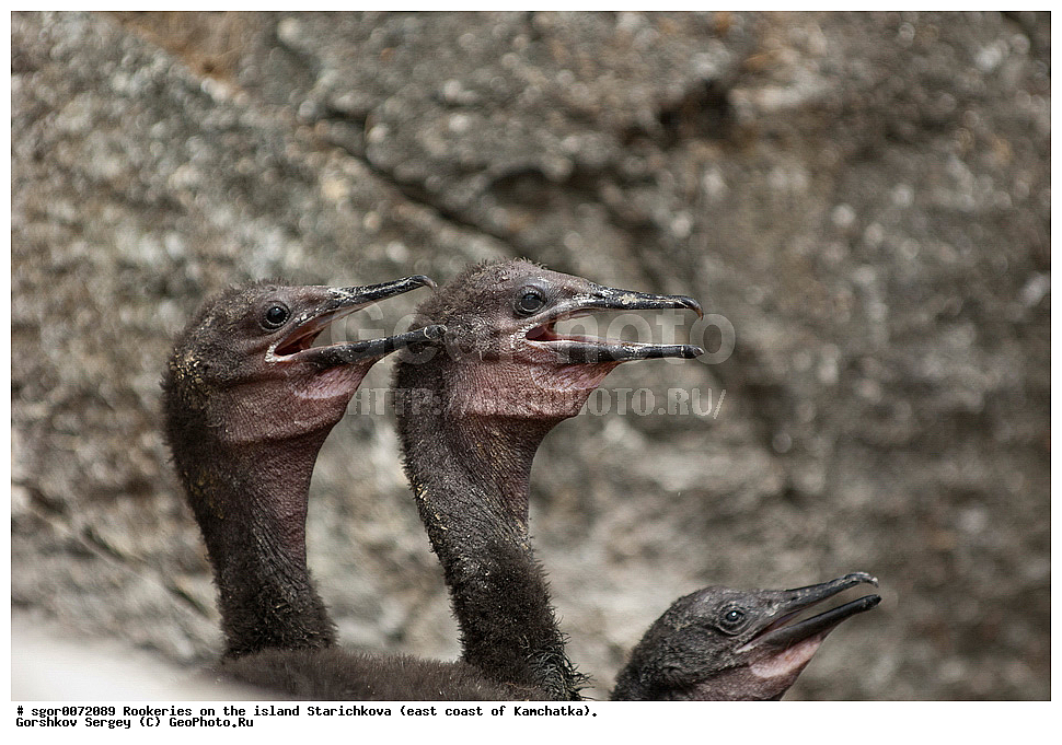 ������, ���������, ��������� ���������, ��������, �����, �����, ������ �����, ������� �����, ������� �����, XYZ, ����������, Phalacrocoracidae, ����������� ������, Phalacrocorax urile